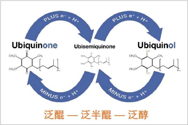 辅酶Q10(循证应用与产品