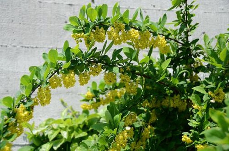  伏牛